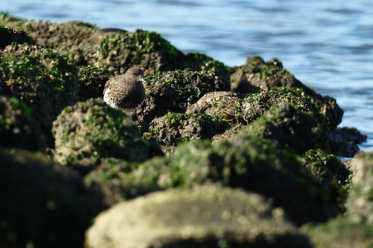 クロキョウジョシギ - ML646880103