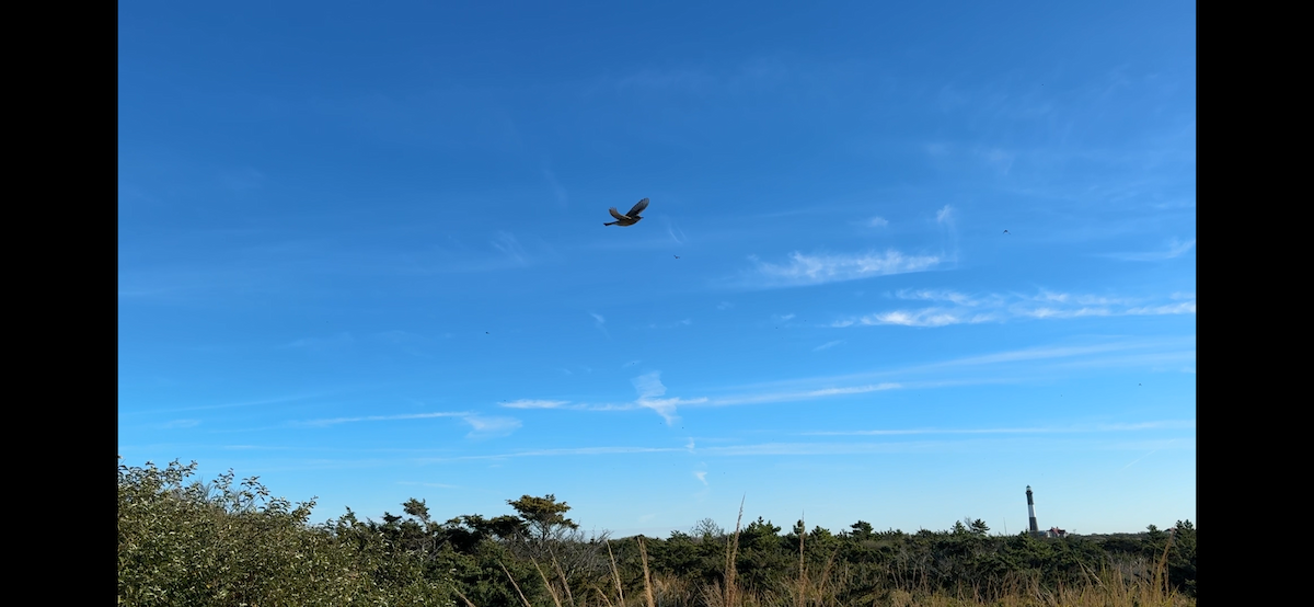 lesňáček žlutoskvrnný (ssp. coronata) - ML646880104