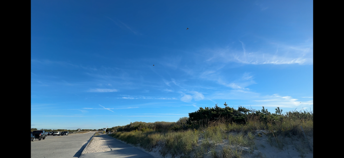 lesňáček žlutoskvrnný (ssp. coronata) - ML646880105