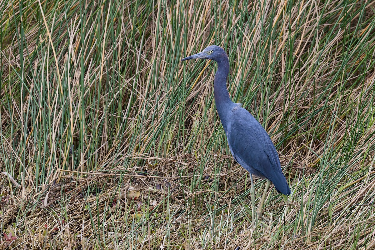 Aigrette bleue - ML646880106