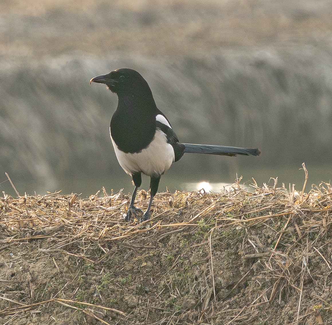 Oriental Magpie - ML646880108