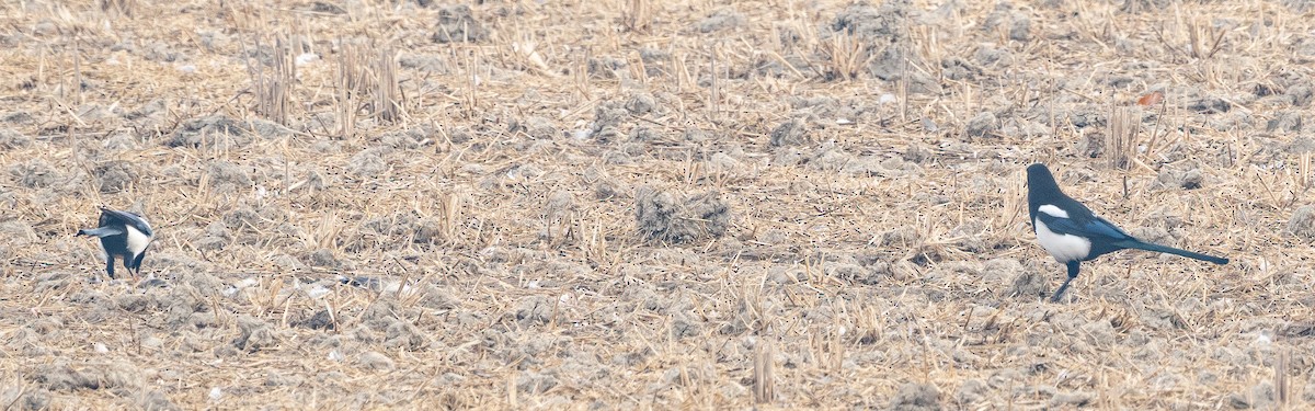 Oriental Magpie - ML646880109