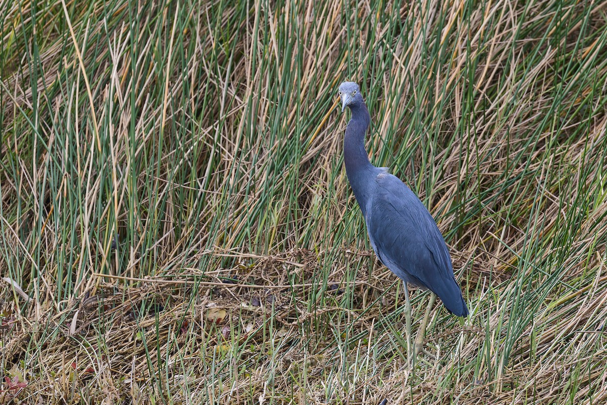 Aigrette bleue - ML646880111