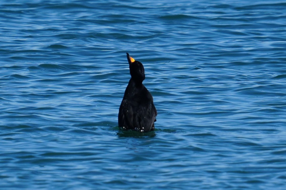 Black Scoter - ML646880127