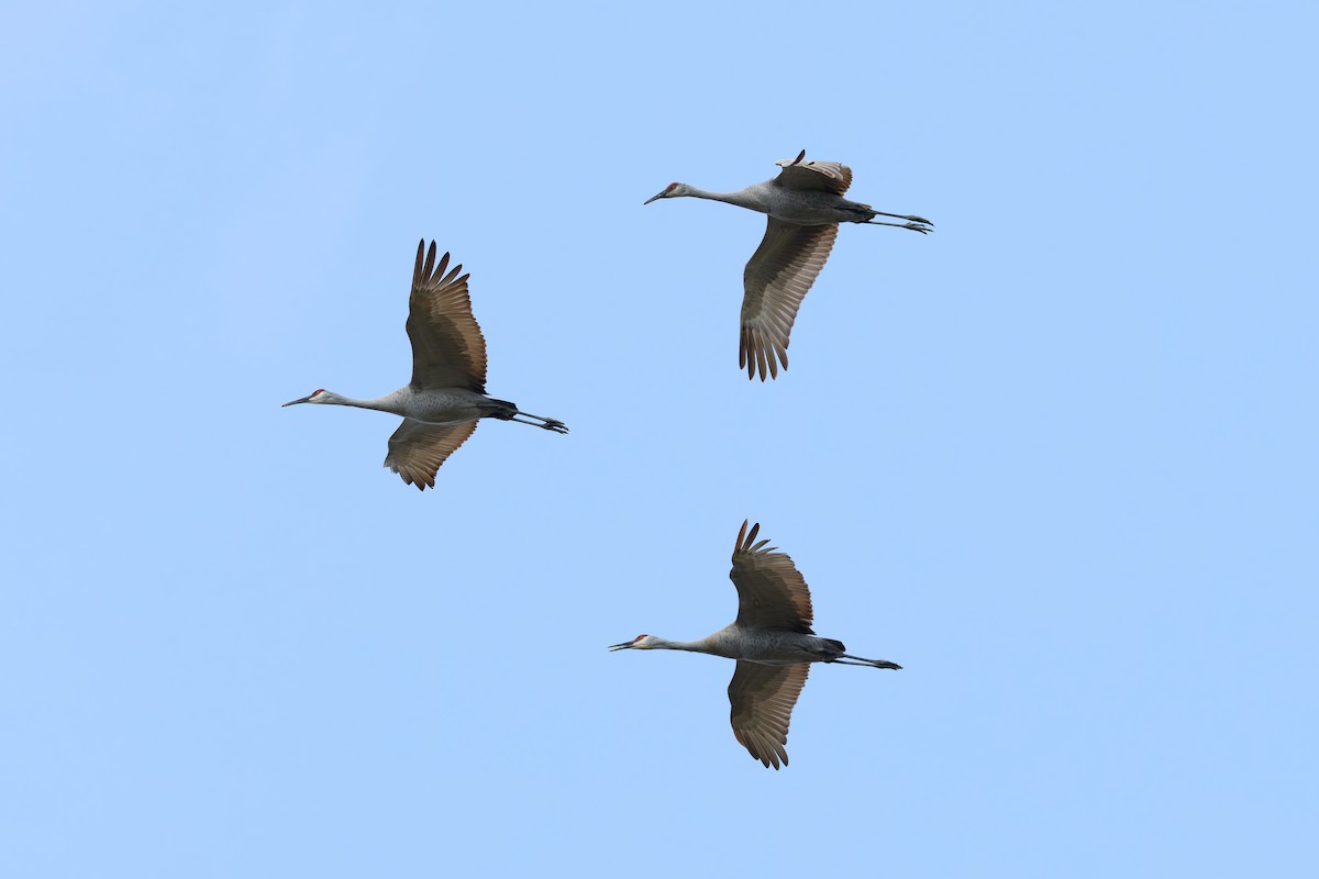 Grue du Canada - ML646880135