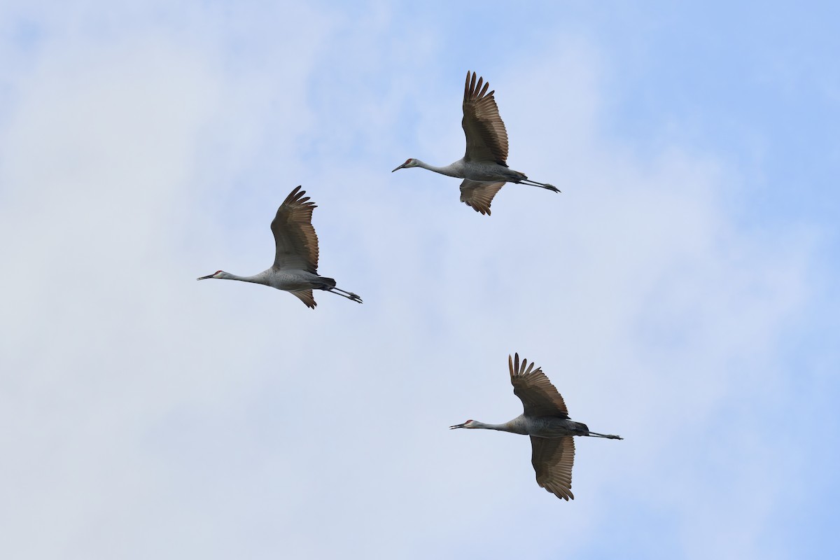 Grue du Canada - ML646880139