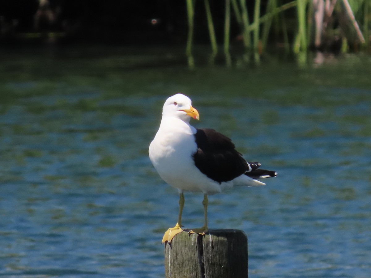 Dominikanermöwe - ML646880142