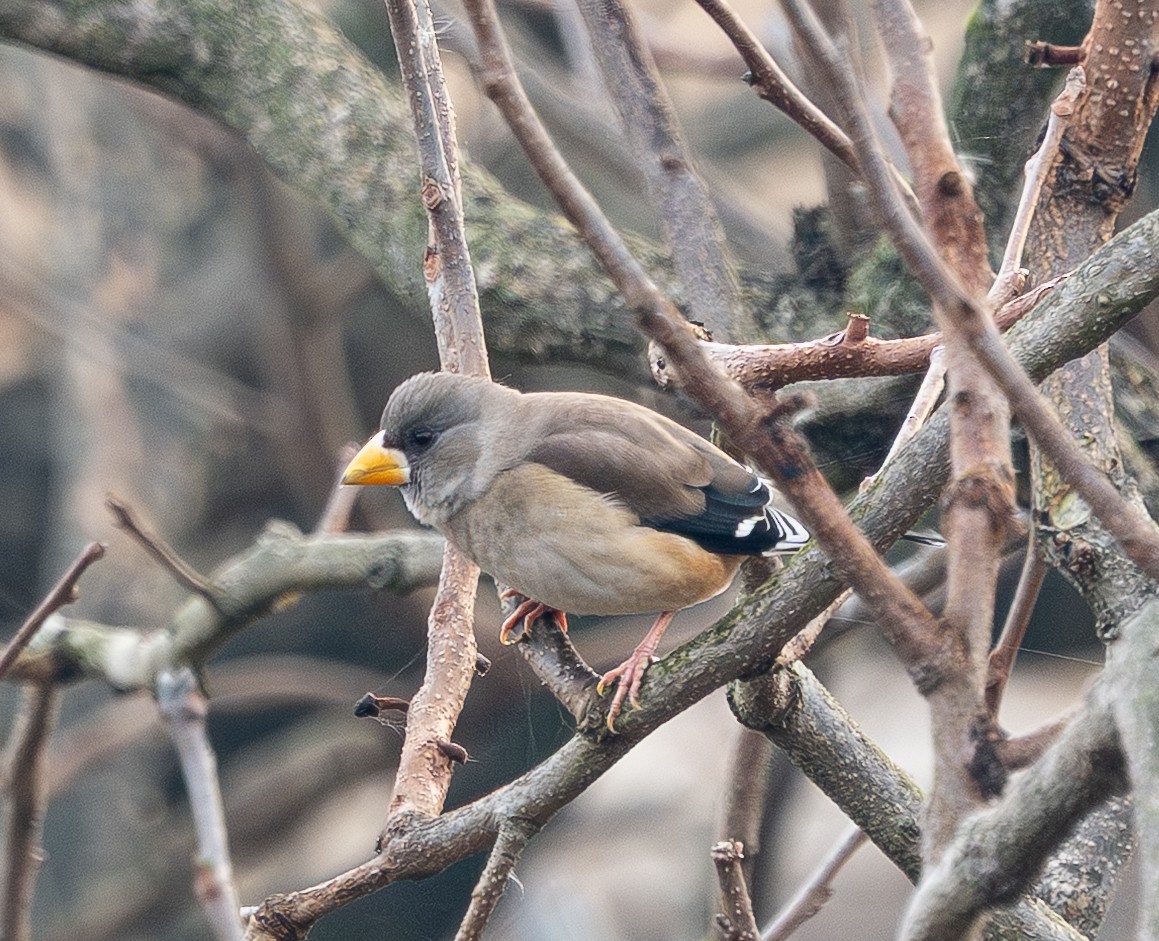 Yellow-billed Grosbeak - ML646880145
