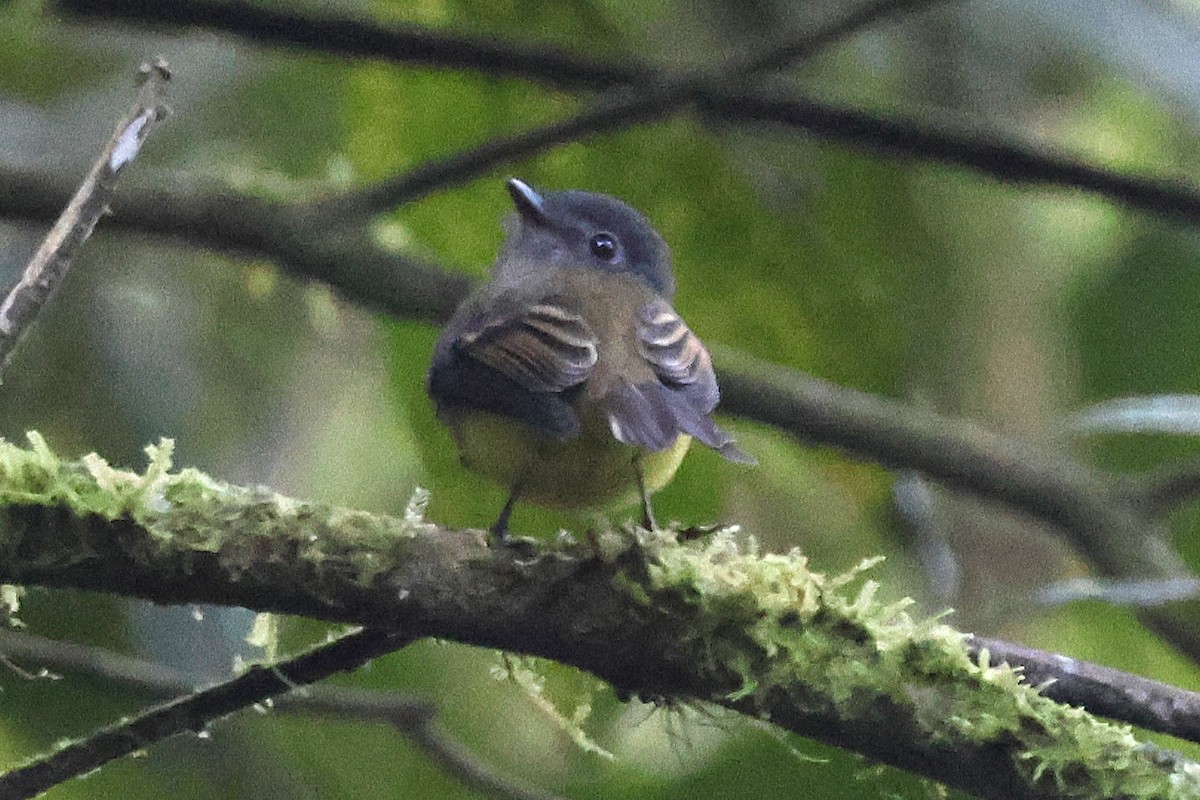 Tawny-chested Flycatcher - ML646880147