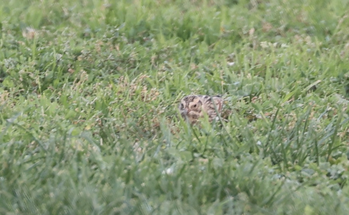 Подорожник лапландський - ML646880148