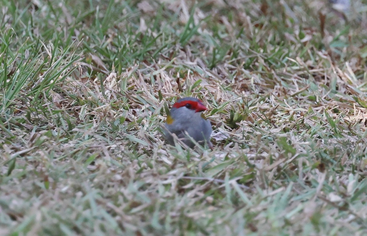 Red-browed Firetail - ML646880151