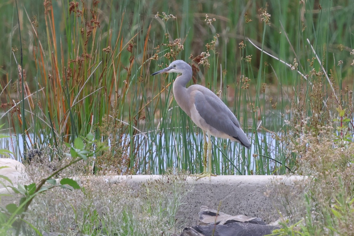 Белолицая цапля - ML646880152