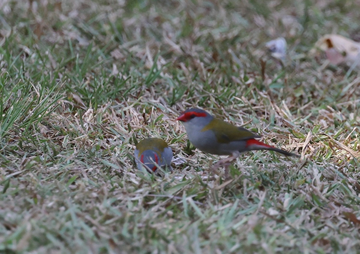 Red-browed Firetail - ML646880153