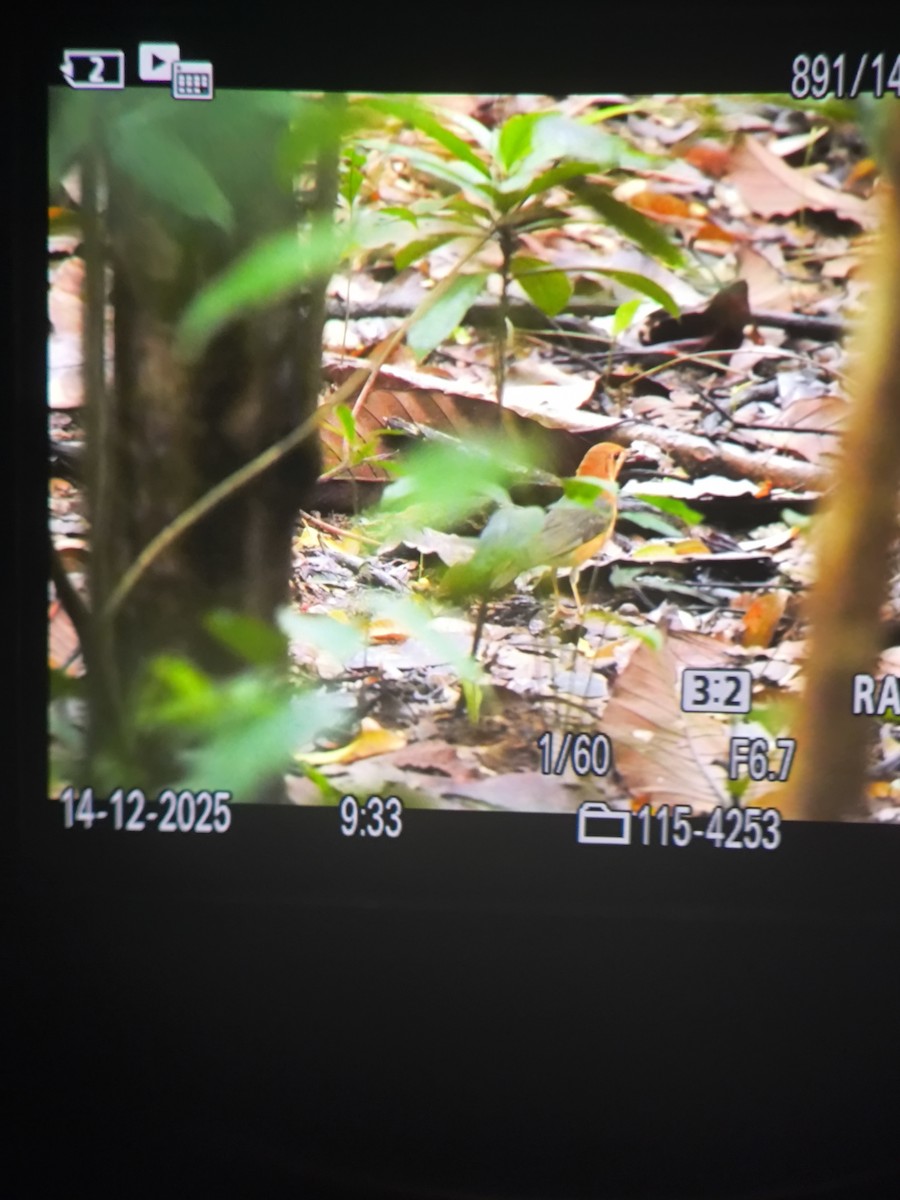 Оранжевоголовый дрозд - ML646880154