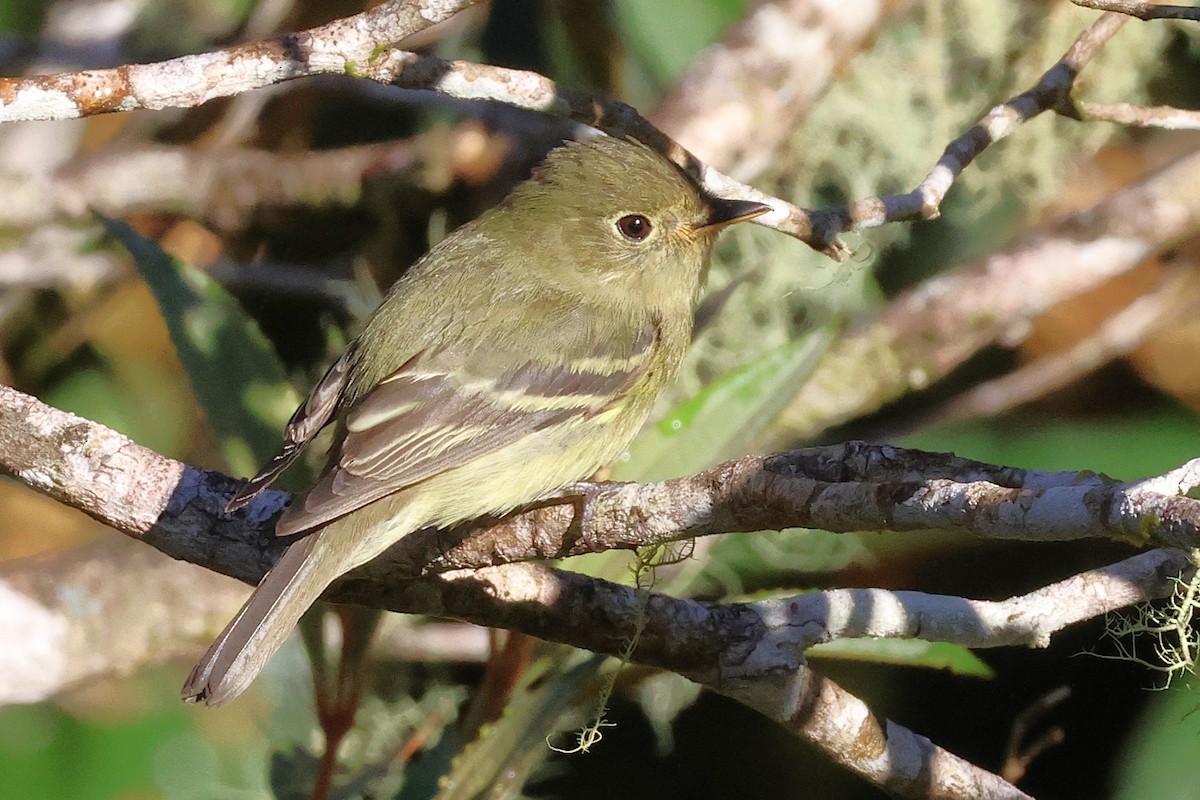 キバラメジロハエトリ - ML646880155