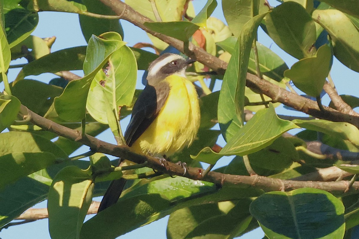 Tyran sociable - ML646880156