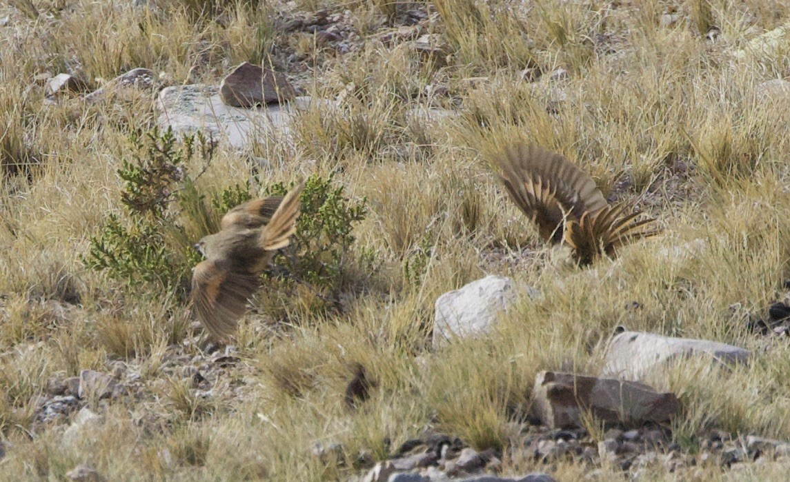 Cordilleran Canastero - ML646880157