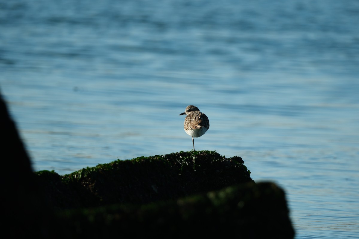 Txirri grisa - ML646880158