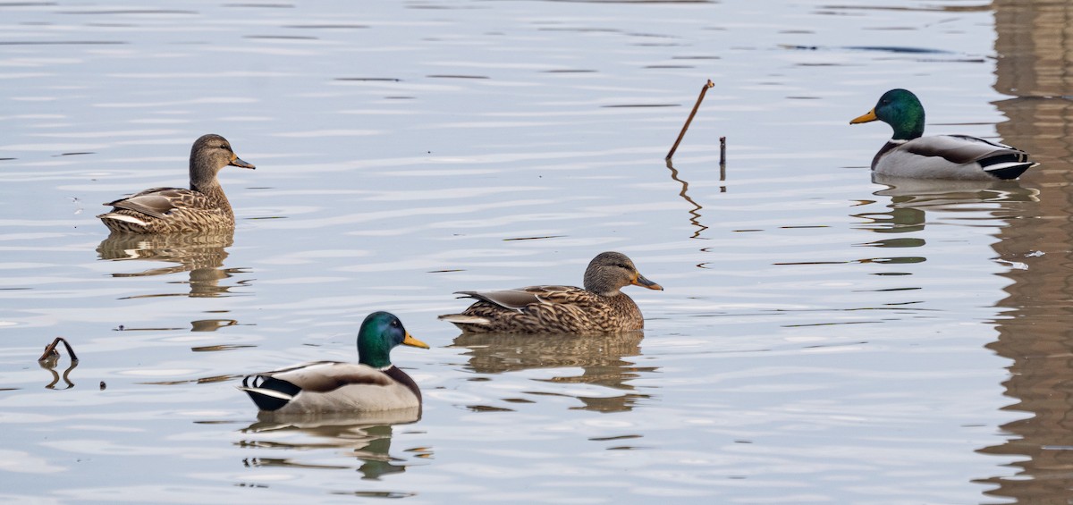 Mallard - ML646880159