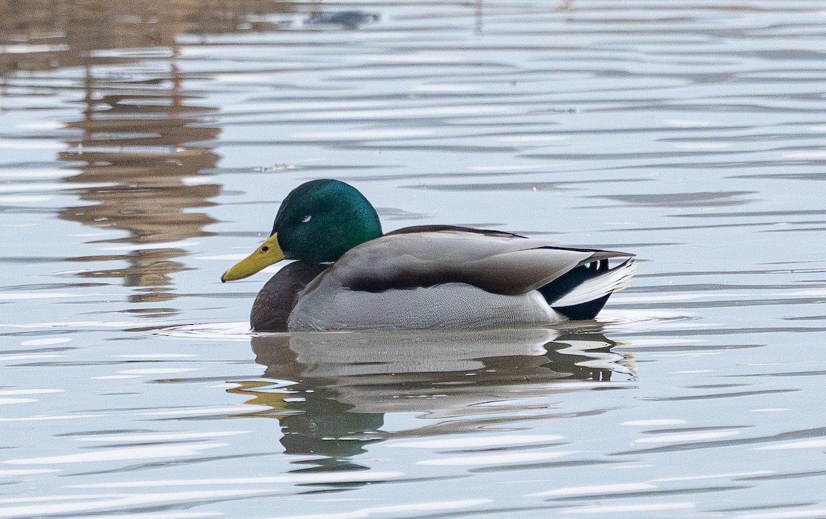 Mallard - ML646880160