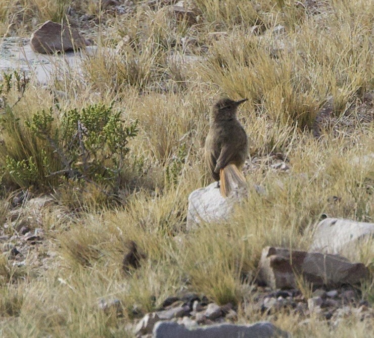 Cordilleran Canastero - ML646880161