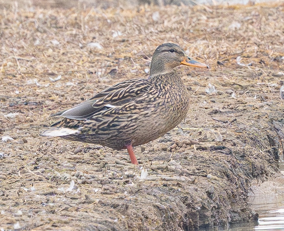 Mallard - ML646880162