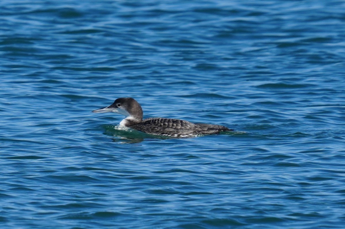 Черноклювая гагара - ML646880163