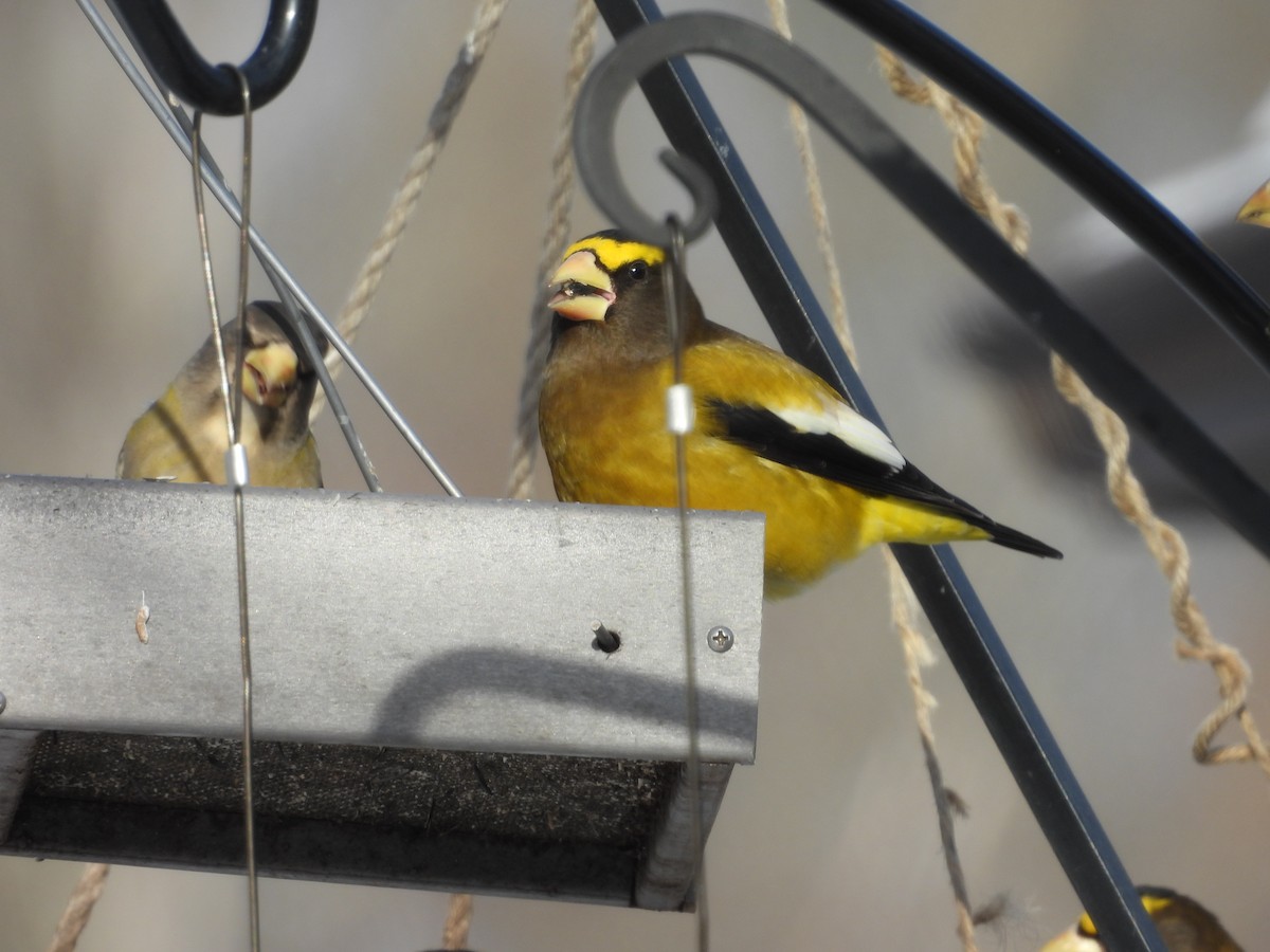 Evening Grosbeak - ML646880164