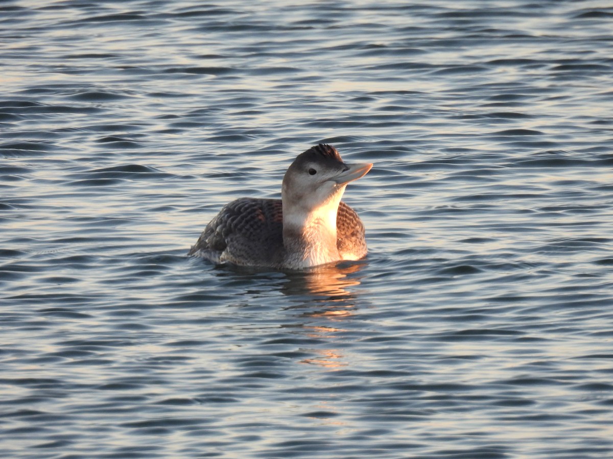 gulnebblom - ML646880166