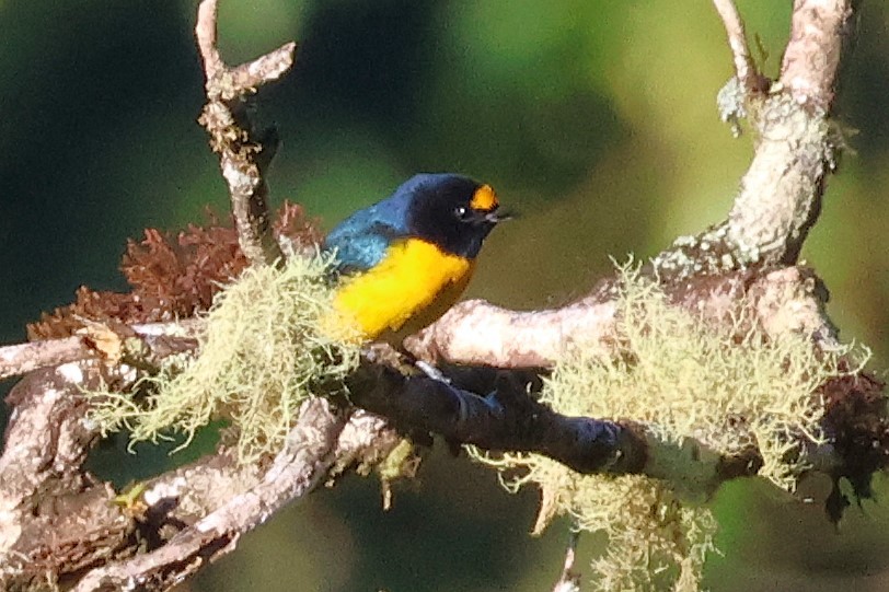 White-vented Euphonia - ML646880167