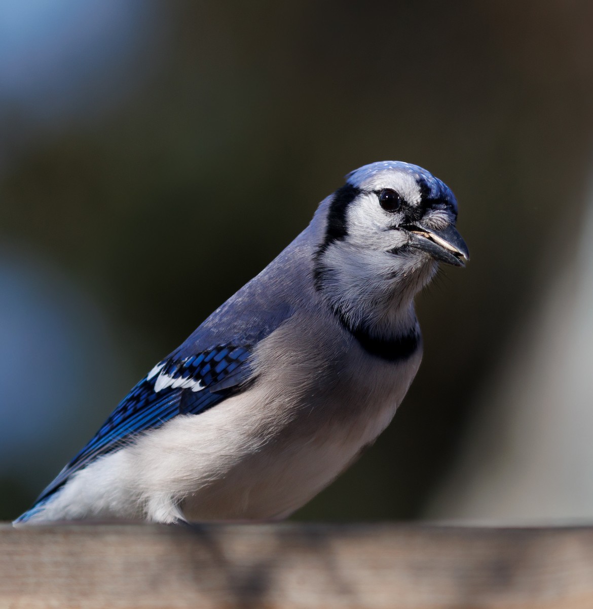 Blue Jay - ML646880168