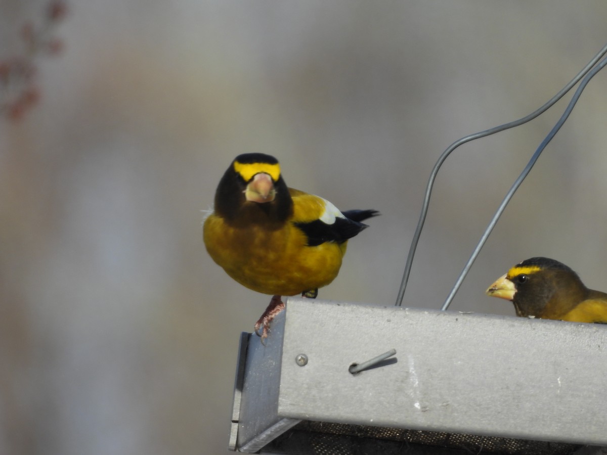Evening Grosbeak - ML646880173