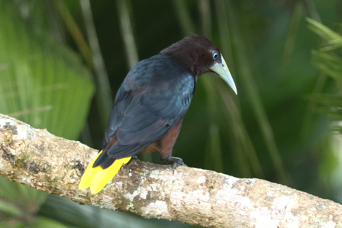 Chestnut-headed Oropendola - ML646880174