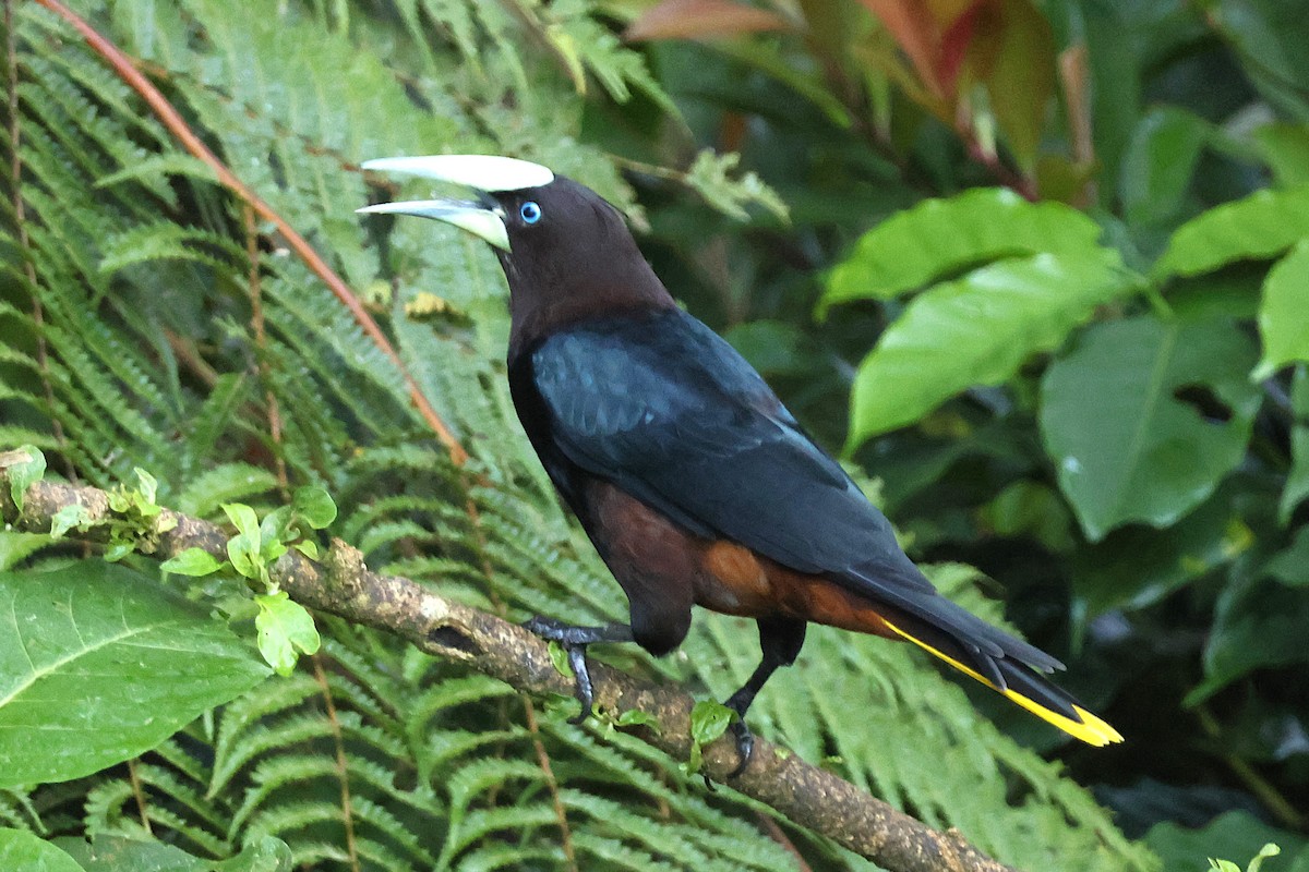 Chestnut-headed Oropendola - ML646880175