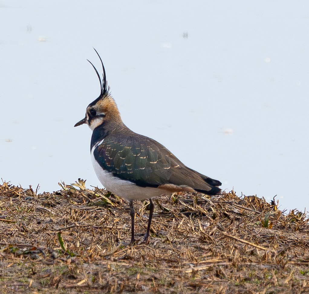 Northern Lapwing - ML646880179