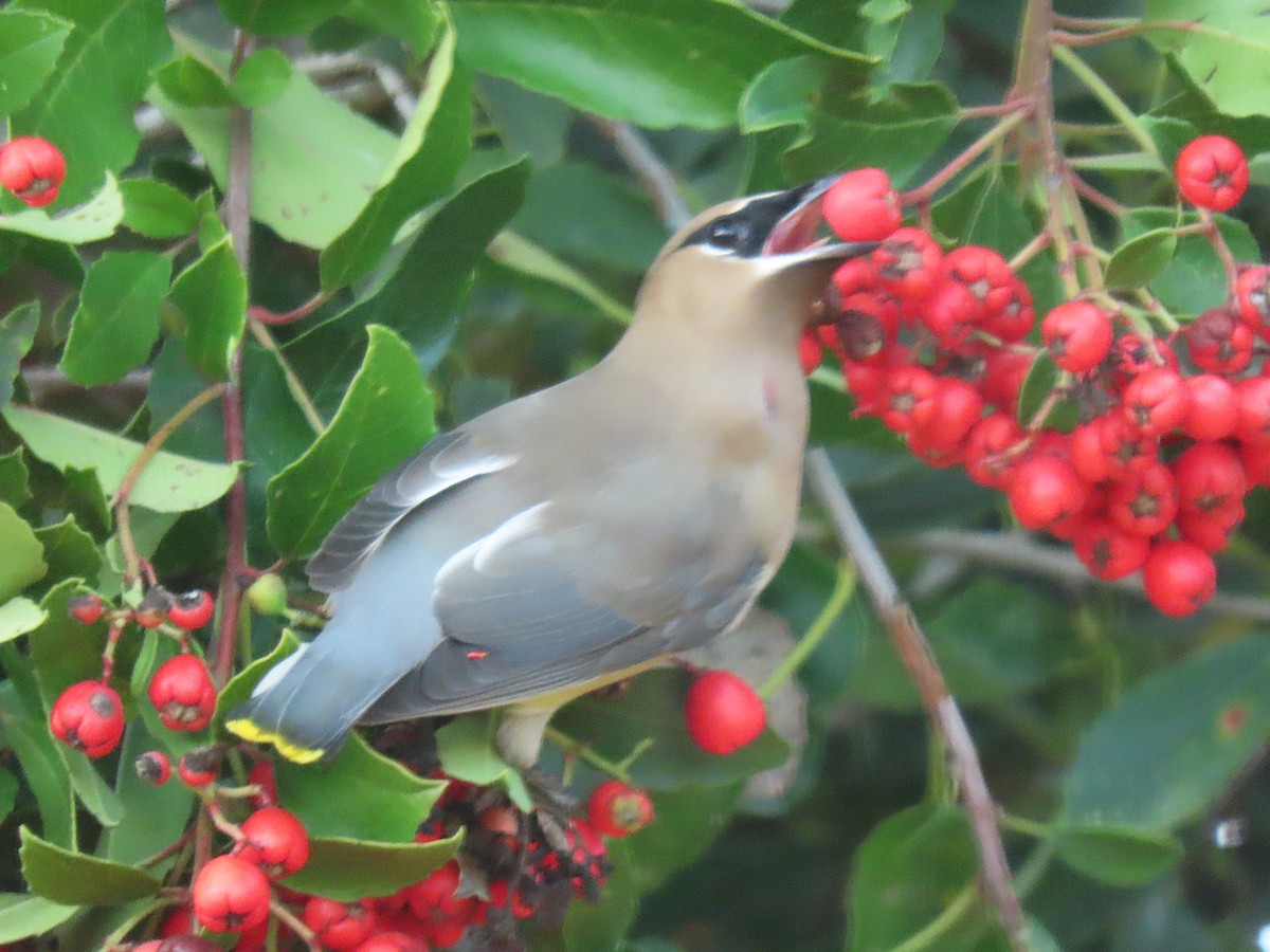Jaseur d'Amérique - ML646880188