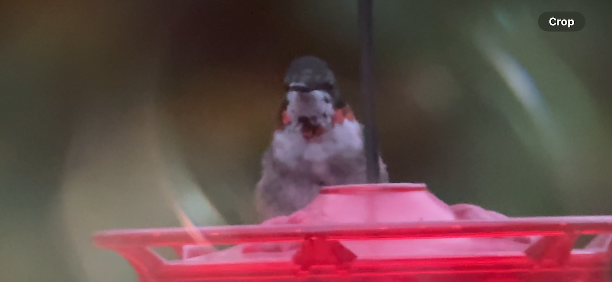 Ruby-throated Hummingbird - ML646880189