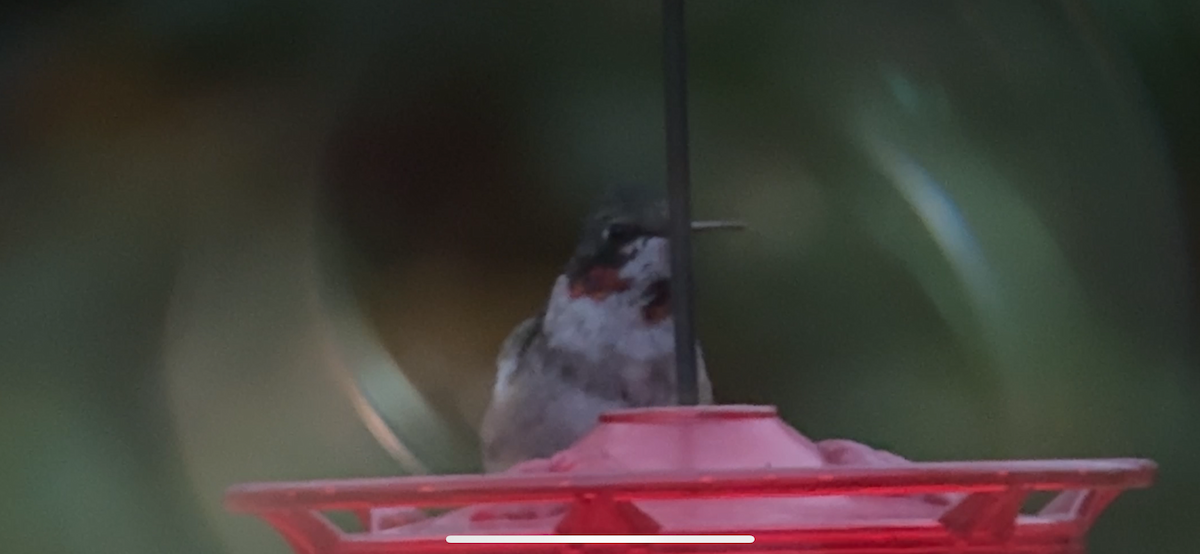 Ruby-throated Hummingbird - ML646880190
