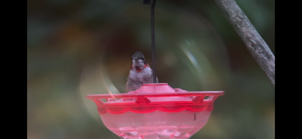 Ruby-throated Hummingbird - ML646880191