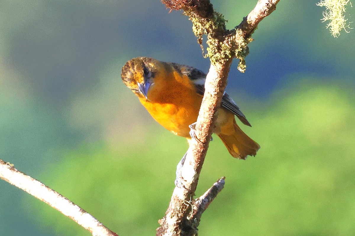 Балтиморский трупиал - ML646880192