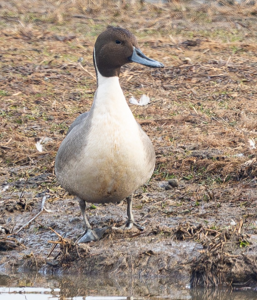 Northern Pintail - ML646880193