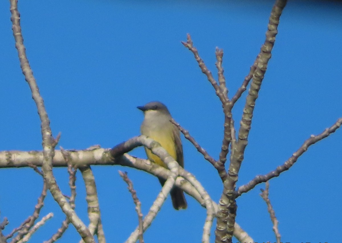 Cassin's Kingbird - ML646880196