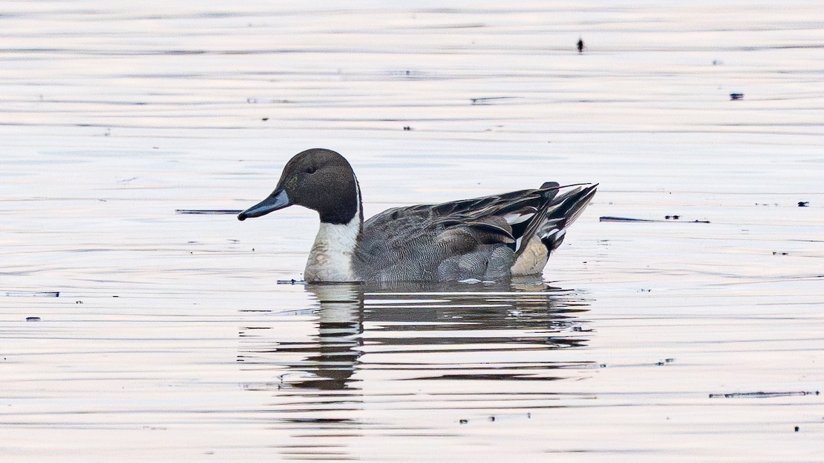 Northern Pintail - ML646880197