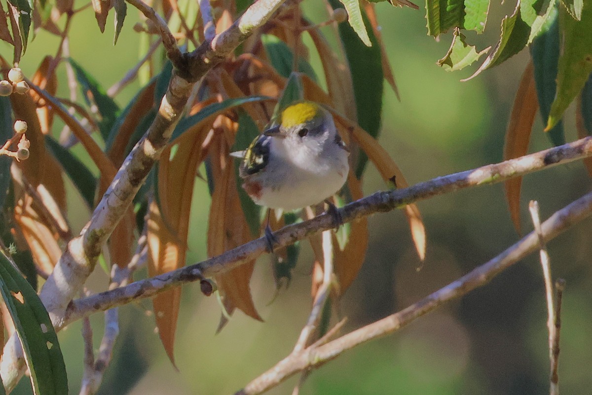 brunsideparula - ML646880199