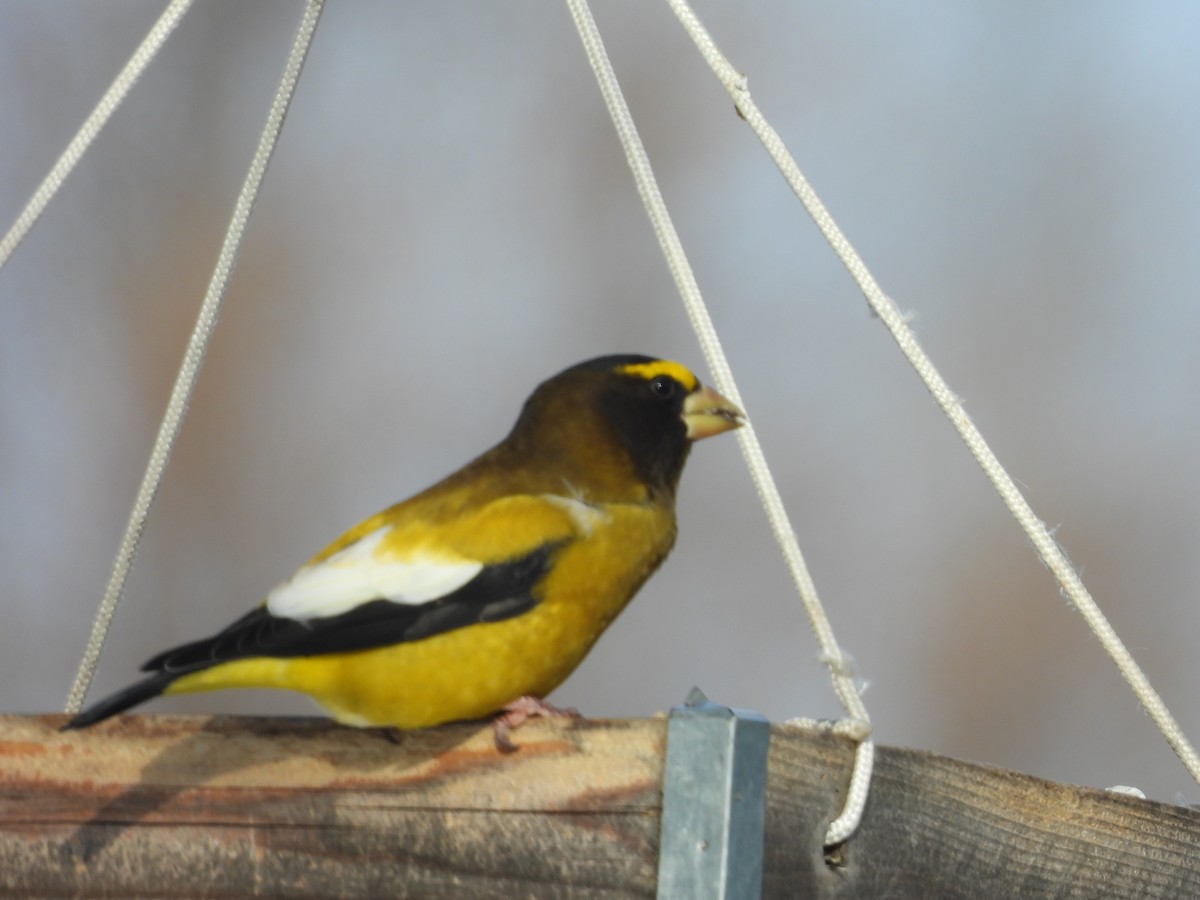 Evening Grosbeak - ML646880200