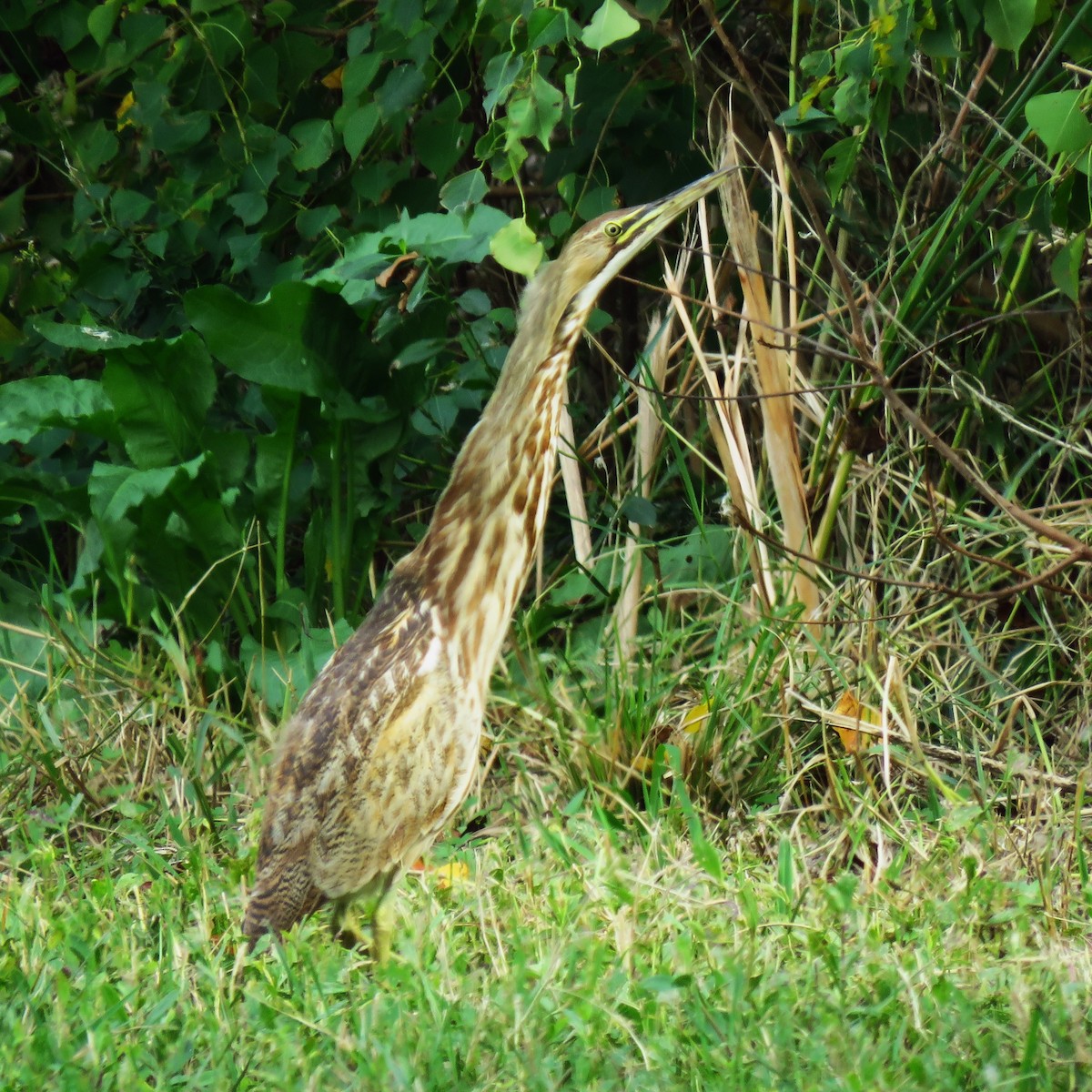 Amerika Balabanı - ML646880202