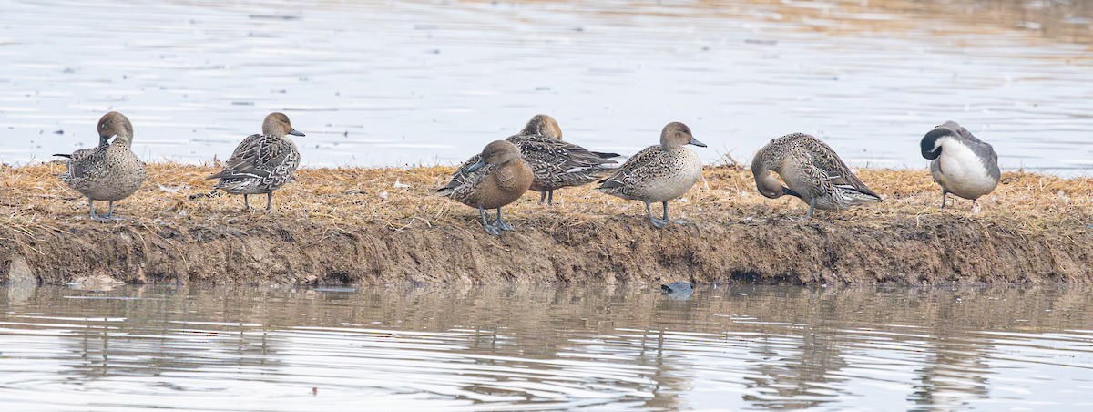 Northern Pintail - ML646880203