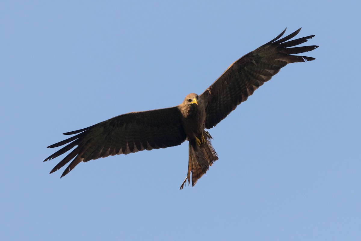 Black Kite - ML646880205