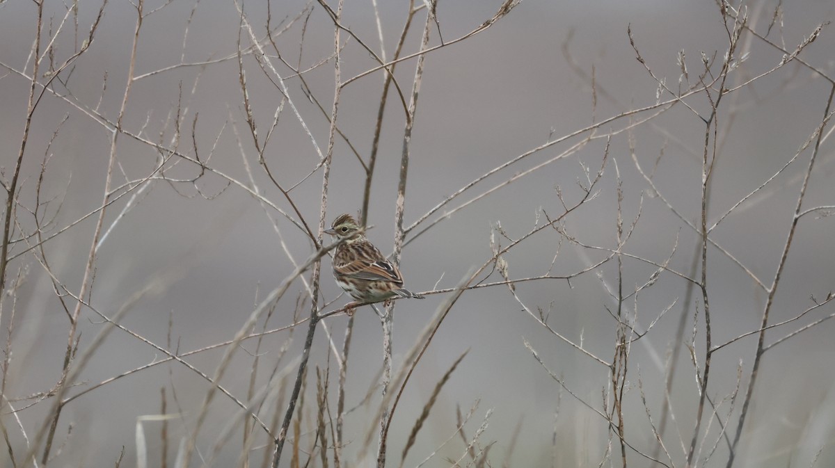 Savannah Serçesi - ML646880208