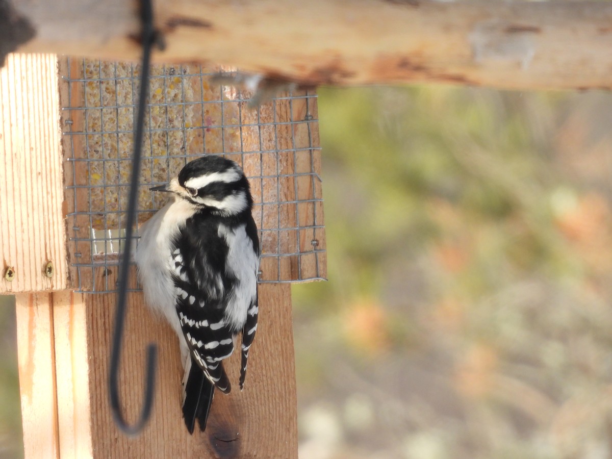 Hairy Woodpecker - ML646880209